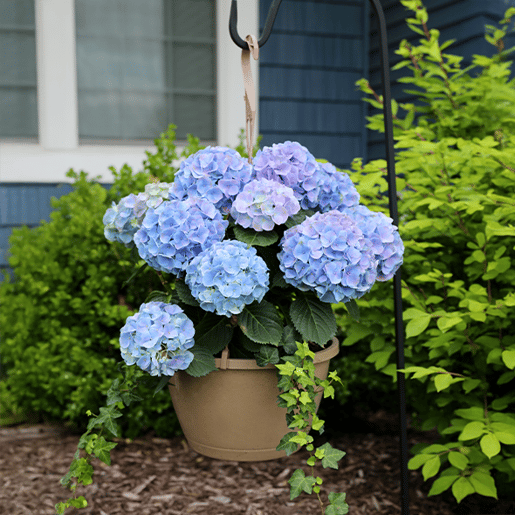 11IN Hydrangea River Blue Hanging Basket