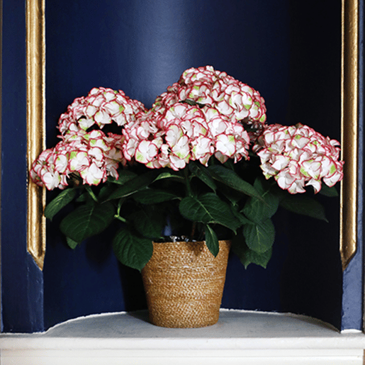 White and Pink Novelty Hydrangea