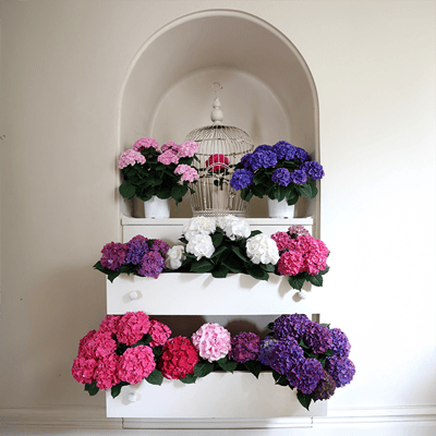 Multi-color Assorted Hydrangeas in Dresser Lifestyle Multi-color Assorted Hydrangeas in Dresser Lifestyle