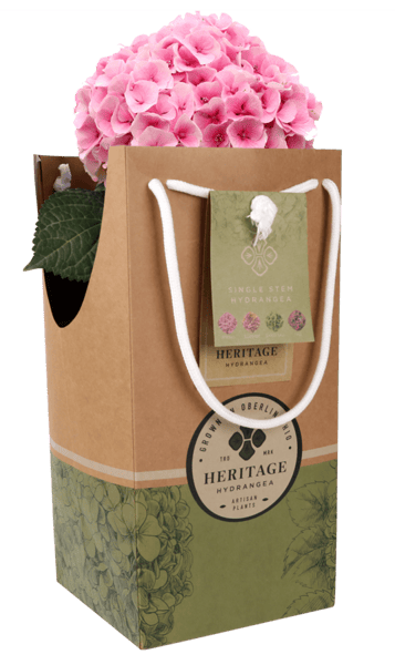 7IN Heritage Hydrangea Single Stem Vienna Pink Gift Bag