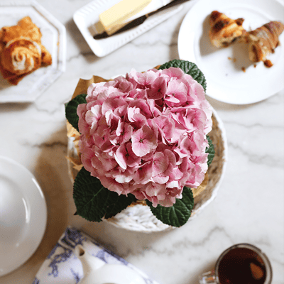 Pink Single Stem Hydrangea on Coffee Table Overhead Lifestyle Pink Single Stem Hydrangea on Coffee Table Overhead Lifestyle