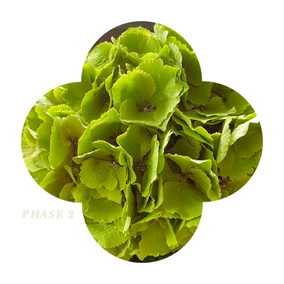 My Beautiful Vienna Pink Phase 3 