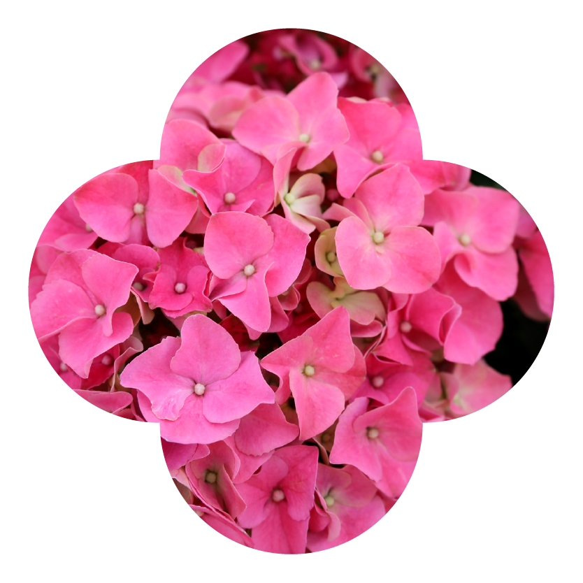 Mysterious Pink Hydrangea Macro