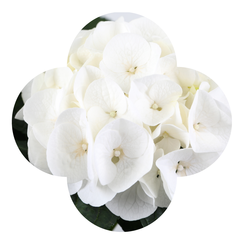 Hydrangea Ice White Macro