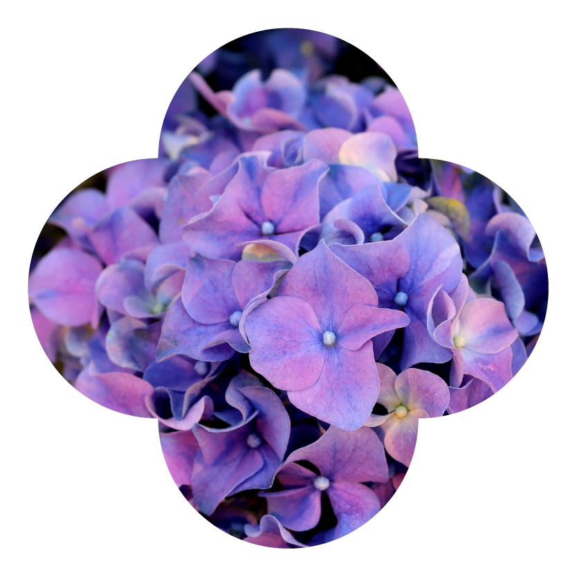 Hydrangea Mysterious Blue Macro
