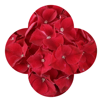 Hydrangea Hi Fire Red MAcro