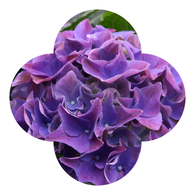 Hydrangea Ocean Blue Macro