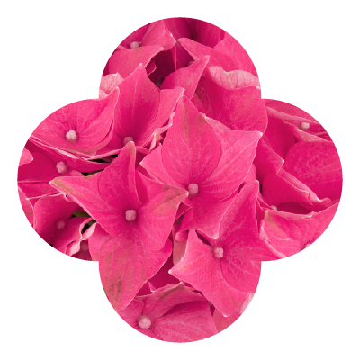 Hydrangea Ocean Pink Macro