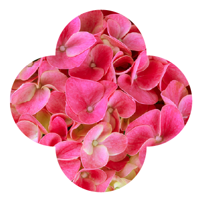 Hi Meadow Pink Hydrangea Macro