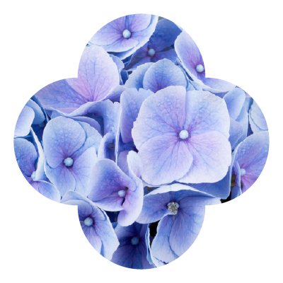 Hydrangea Hi River Blue Macro