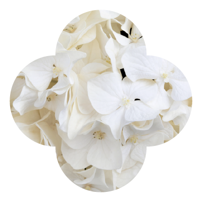 11in Hydrangea Hi White Sun Macro