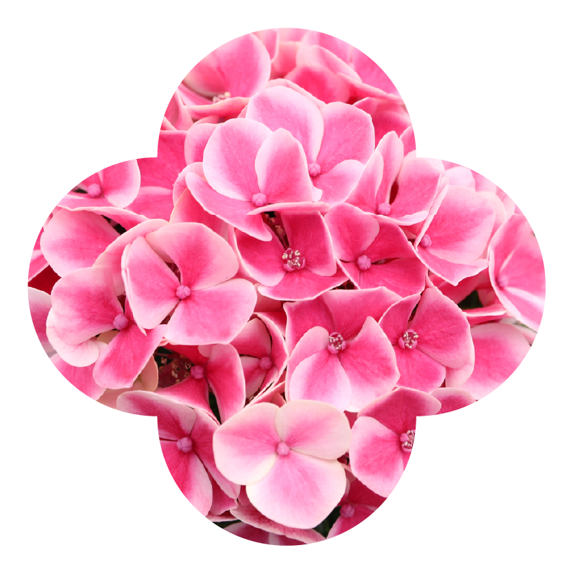 Novelty Hydrangea Diva Pink Macro