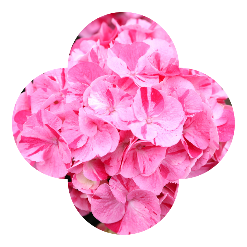 Novelty Hydrangea Spitfire Macro