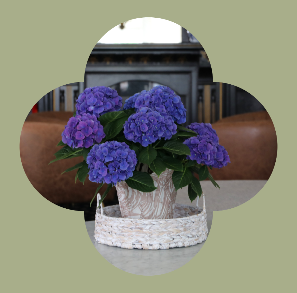 Blue Hydrangea flower cutout Blue Hydrangea flower cutout
