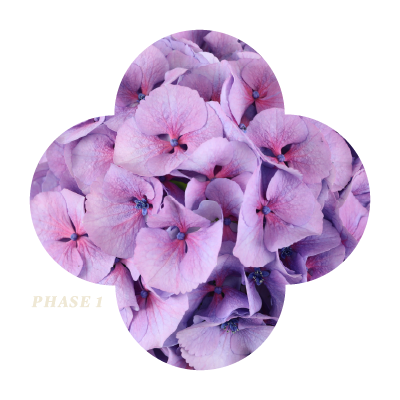 My Beautiful Vienna Blue Phase 1