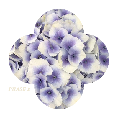 My-Beautiful Vienna Blue Phase 2