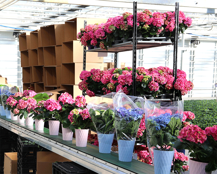 Hydrangea Greenhouse Packing and Shipping 